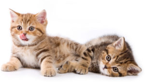 Associazione 4Cats Onlus