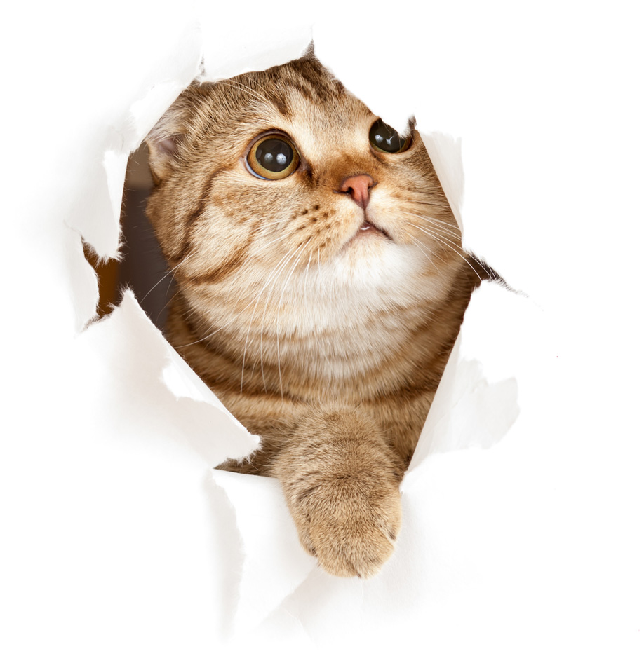Associazione 4Cats Onlus