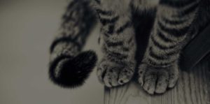 Associazione 4Cats Onlus
