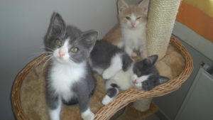 Associazione 4Cats Onlus