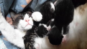Associazione 4Cats Onlus