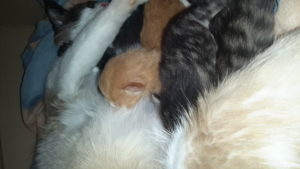 Associazione 4Cats Onlus