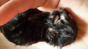 Associazione 4Cats Onlus