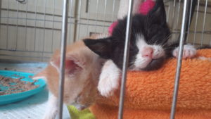 Associazione 4Cats Onlus