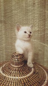 Associazione 4Cats Onlus