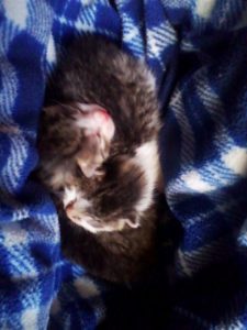 Associazione 4Cats Onlus