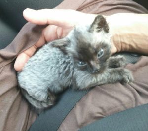 Associazione 4Cats Onlus