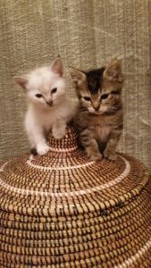Associazione 4Cats Onlus