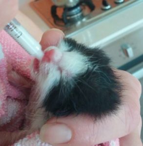 Associazione 4Cats Onlus