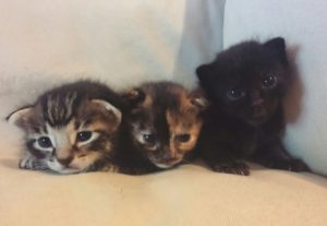 Associazione 4Cats Onlus