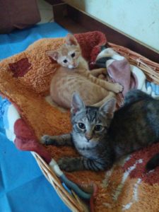 Associazione 4Cats Onlus