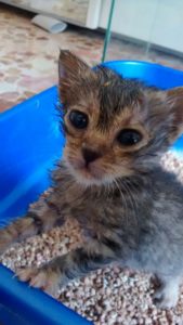 Associazione 4Cats Onlus