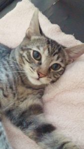 Associazione 4Cats Onlus