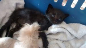 Associazione 4Cats Onlus
