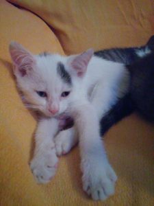 Associazione 4Cats Onlus