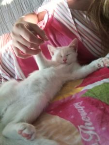Associazione 4Cats Onlus
