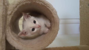 Associazione 4Cats Onlus