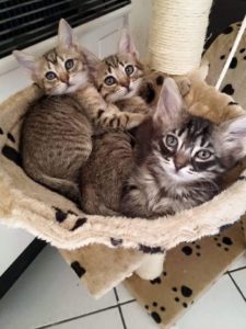 Associazione 4Cats Onlus