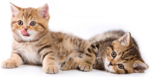 Associazione 4Cats Onlus