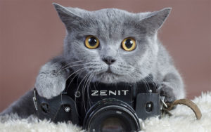 Associazione 4Cats Onlus