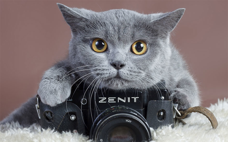 Associazione 4Cats Onlus