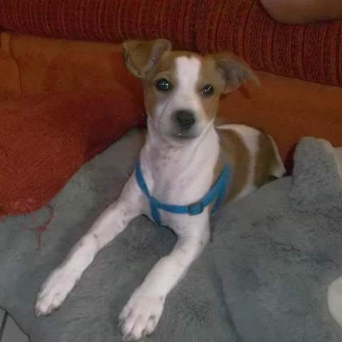 Milo è stato ADOTTATO